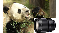 Sonnar T* 135mm F1.8 ZA