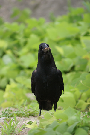 �� �]���Y�[�������Y�@75-300mm F4.5-5.6 SAL75300�@����