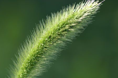 �� �}�N�������Y 100mm F2.8 Macro�@SAL100M28 ����