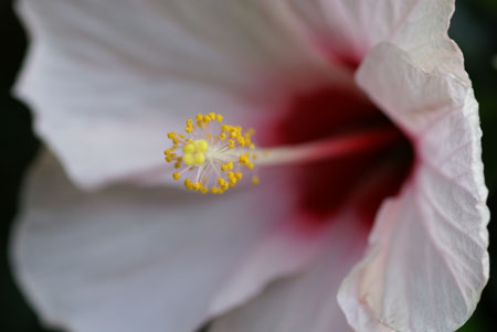 �� �}�N�������Y 100mm F2.8 Macro�@SAL100M28 ����