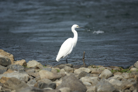 α レフレックスレンズ 500mm F8 Reflex SAL500F80 実写