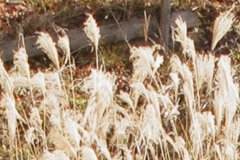 005_002.jpg
