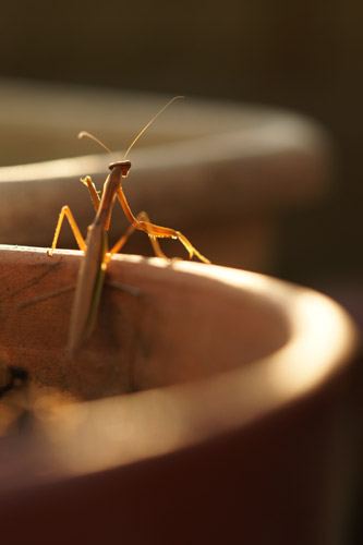 a900_sal135f18z_008.jpg